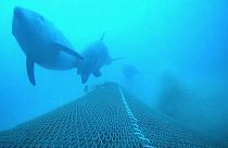 Dolphin conservation and fishermen's livelihoods in the Bay of Biscay: A difficult balance